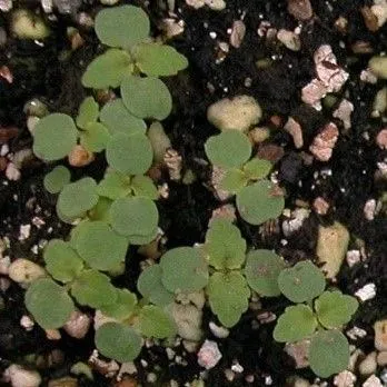 thumbnail for publication: Biology and Management of Mulberry Weed (Fatoua villosa) in Ornamental Crop Production